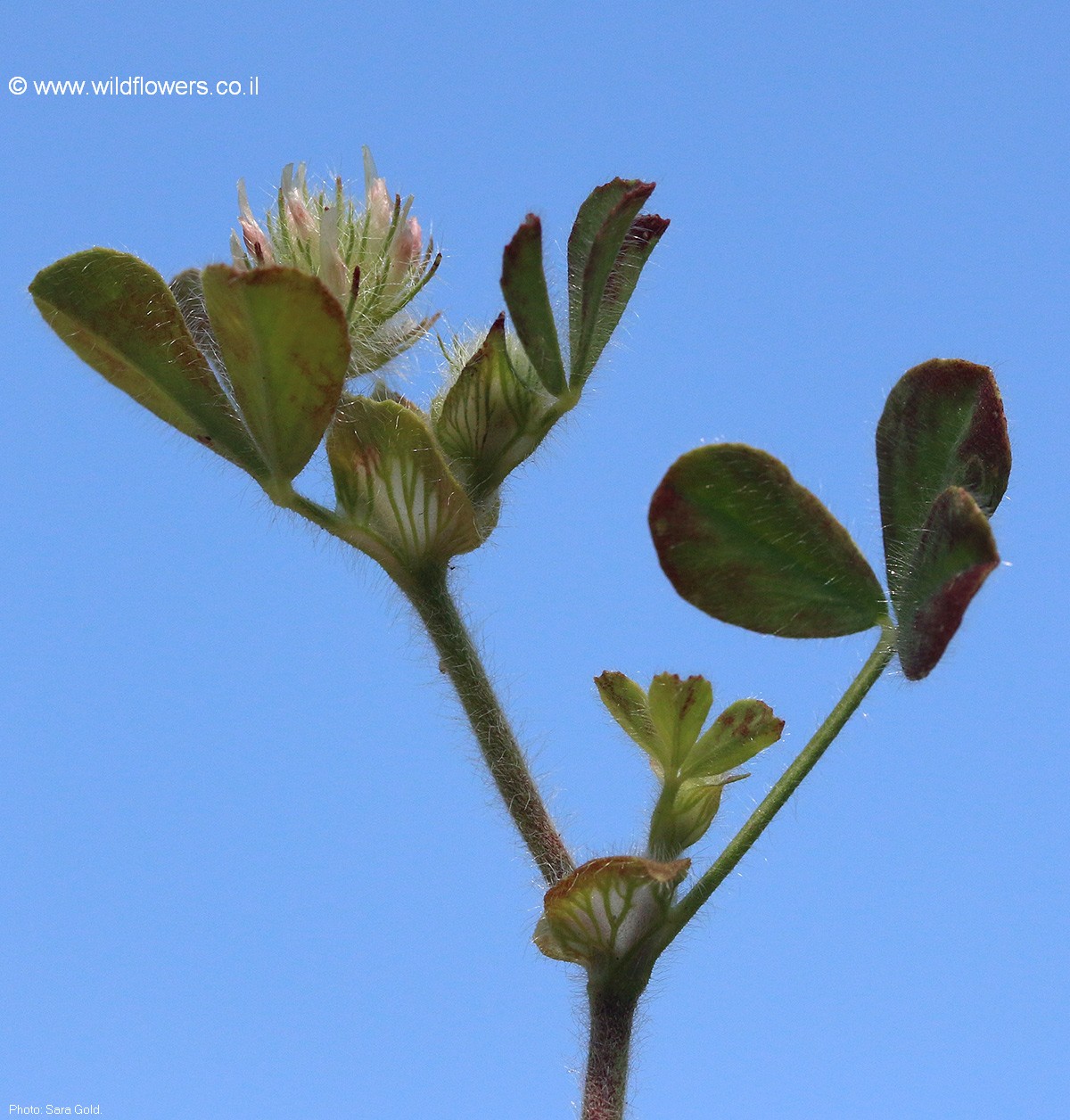 Trifolium sylvaticum